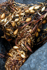 Detail of seaweed washed up on rocks
