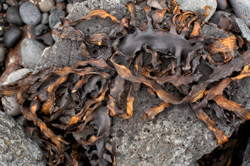 Detail of seaweed washed up on rocks