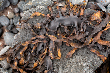 Detail of seaweed washed up on rocks