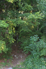 Abandoned trees and underbrush in Vikos gorge Epirus Greece