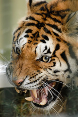 Naklejka premium gros plan sur le visage d'un tigre en colère et beau