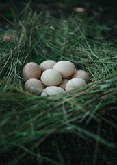 Many eggs put in the straw.