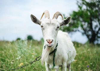 Cute goat on a green summer meadow