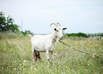 Naklejka na ściany i meble white goat graze on a flowering meadow in summer