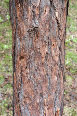 Obraz premium Siberian larch trunk, a natural pattern