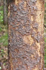 Siberian spruce trunk, a natural pattern