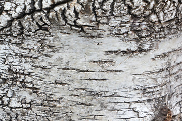 Warty birch tree bark, a natural pattern