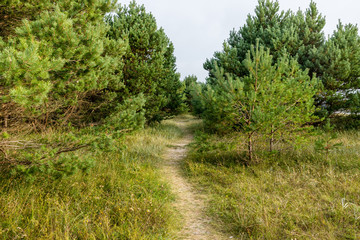 Fototapeta na wymiar Woodland on Rügen, Germany