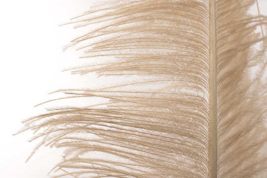 Ostrich Feather Close-up