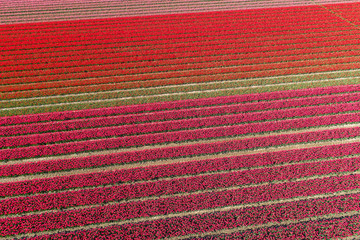 Buntes Tulpenfeld in den Niederlanden aus der Luft © Christian Schwier