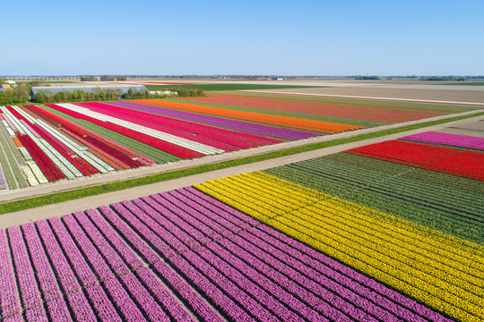 Buntes Tulpenfeld in den Niederlanden aus der Luft