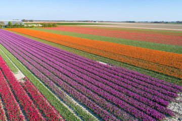 Buntes Tulpenfeld in den Niederlanden aus der Luft