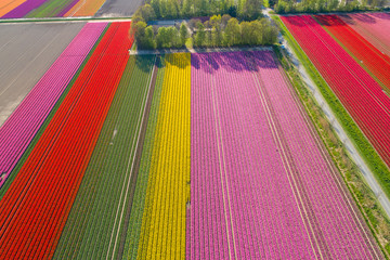 Buntes Tulpenfeld in den Niederlanden aus der Luft © Christian Schwier