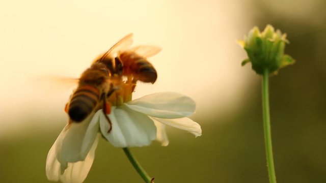 Bee eating pollen of flower in the field, Chiangmai Thailand