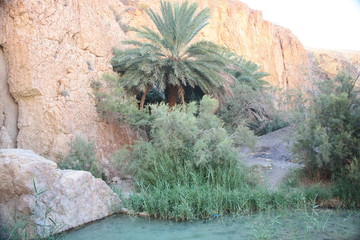 View of palm trees and mountains in oasis, Sahara desert, Tunisia, Africa. 
