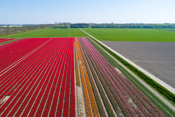 Buntes Tulpenfeld in den Niederlanden aus der Luft