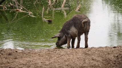 One Mangalica (also Mangalitsa or Mangalitza) drinking in a small lake