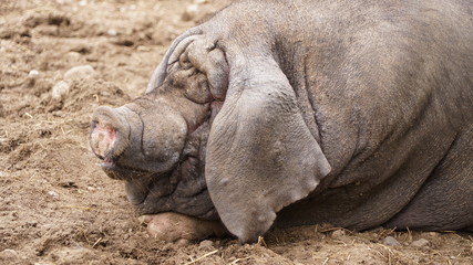 portrait of a Meishan pig (Sus scrofa domesticus) 
