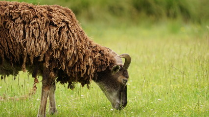 Soay sheep in spring on a green field
