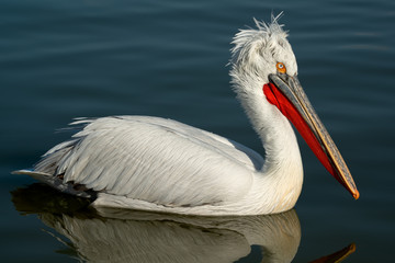 Beautiful Dalmatian Pelican bird swimming in lake with incredible blue water.