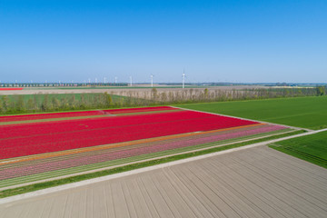 Buntes Tulpenfeld in den Niederlanden aus der Luft