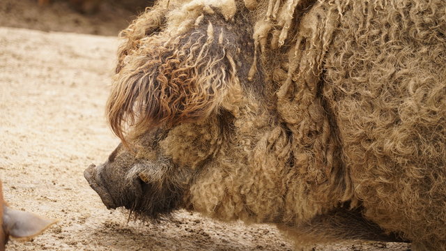 portrait of a Mangalitza pig