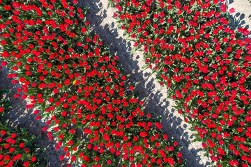 Buntes Tulpenfeld in den Niederlanden aus der Luft