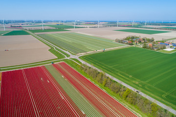 Buntes Tulpenfeld in den Niederlanden aus der Luft