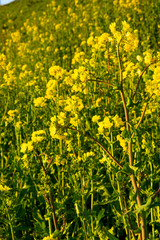 empty day at Duiven, Arnhem, Netherlands