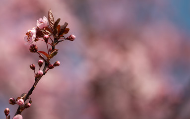 Pink spring blooming branch on a beautiful bokeh background in pink and blue large copy-space (space for text)