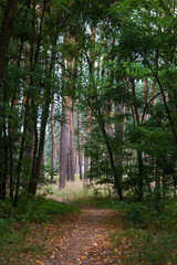 Path in dark forest between trees. Forest landscape with coniferous and deciduous plants. Great time for walk.
