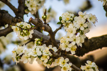 Blooming flowers young blue plums