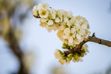 Blooming flowers young blue plums