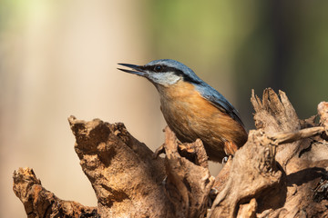 Obraz premium Eurasian nuthatch bird (Sitta europaea) against a beautiful soft bokeh background.