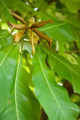 natura © disneyfrog