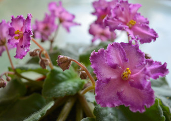 Obraz premium Delicate purple violet flowers. Beautiful floral arrangement.