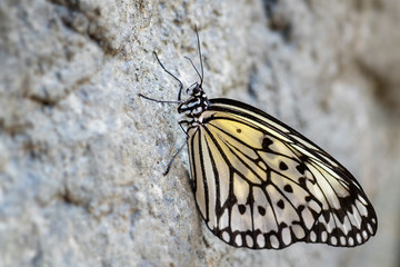 Paper Kite butterfly - Idea leuconoe, beautiful large butterfly from Eastern Asian meadows and woodlands, Malaysia.