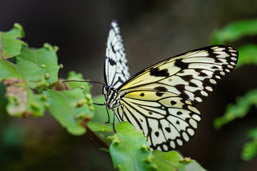 Paper Kite butterfly - Idea leuconoe, beautiful large butterfly from Eastern Asian meadows and woodlands, Malaysia.