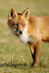 A magnificent wild Red Fox, the fox looks straight into the camera, part of anima