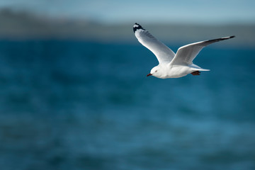 Flying seagull over the sea. Photo taken using camera panning technique.