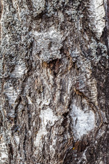 birch bark, wood texture, background