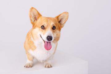 portrait of a Pembroke Welsh Corgi on a white background