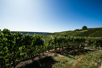 Wine valley