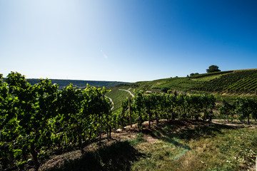 Obraz premium Wine valley