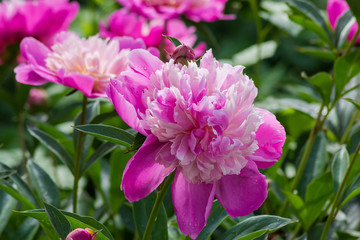 Fototapeta premium Pink flower of the peony close-up on a blurred background