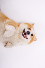 Fototapeta premium white dog lying on floor