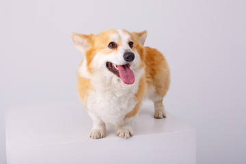 welsh corgi pembroke dog isolated on white background