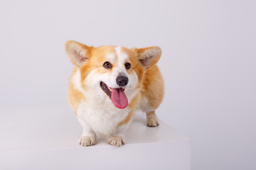 welsh corgi pembroke dog isolated on white background