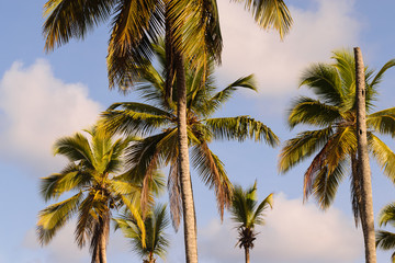 Fototapeta na wymiar Coconut palm trees 
