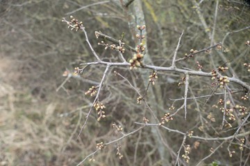 green branch of a tree in spring